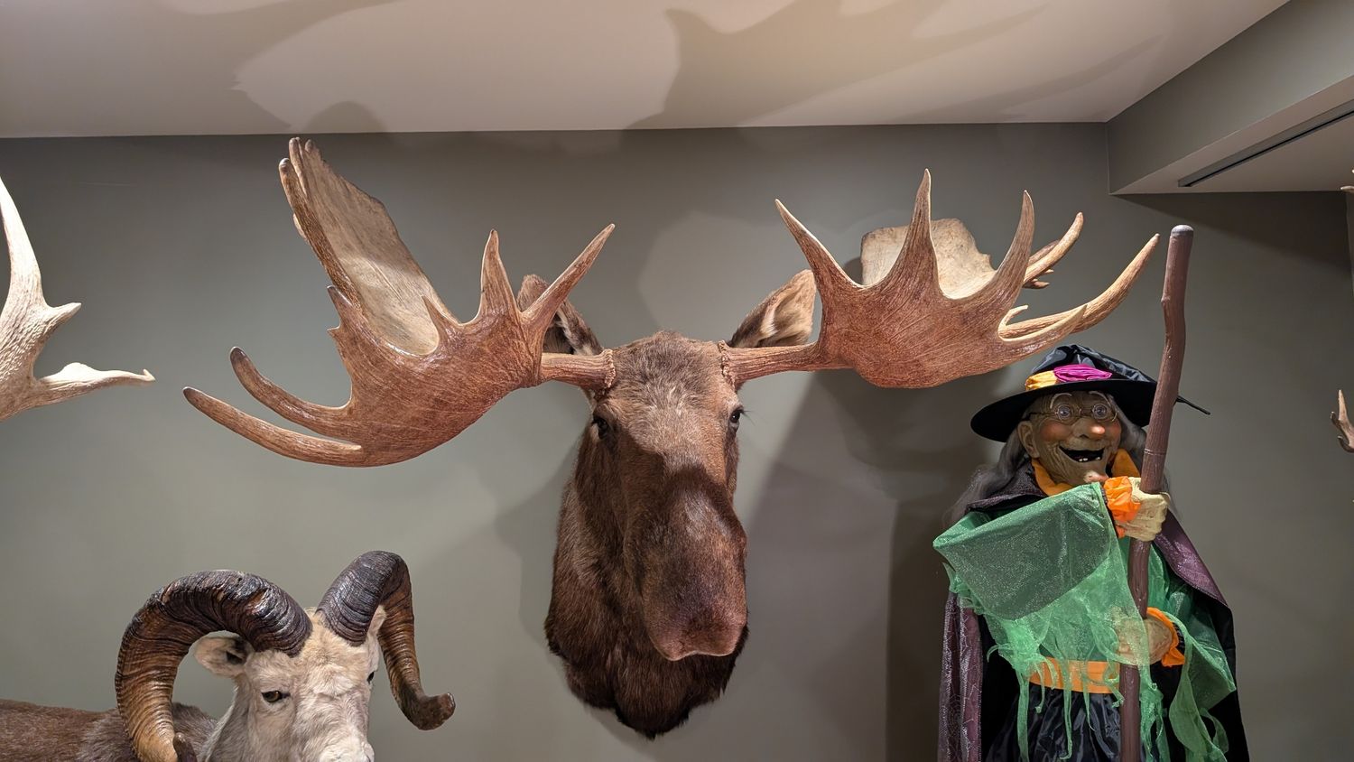 Large moose museum quality
