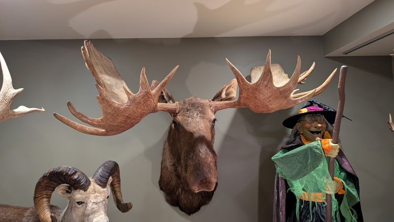 Large moose museum quality