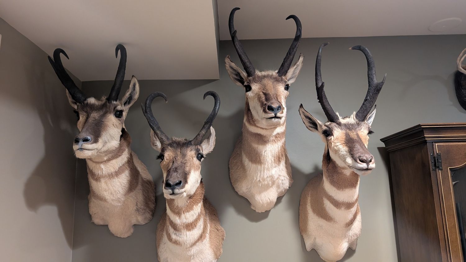 Antelope North American