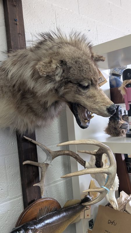 Wolf shoulder mount wall hanger