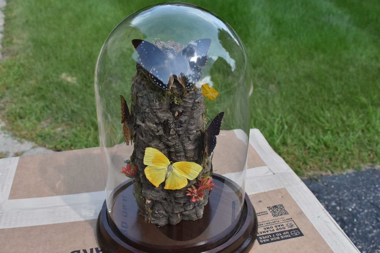 Beautiful farm-raised butterflies domed