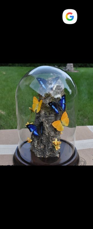 Butterfly grouping under glass dome.