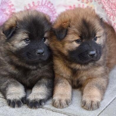 Puppy-Cursus: Startdatum donderdag 12 MAART 2026