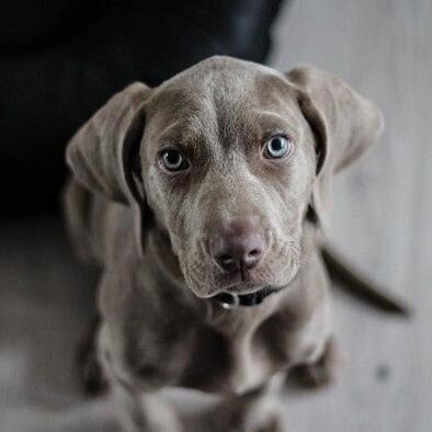 Sociale Huishond 1:  startdatum 12 JANUARI 2026/ 19:00 uur