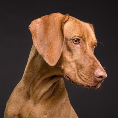 Basis-Cursus: startdatum 10 APRIL 2026