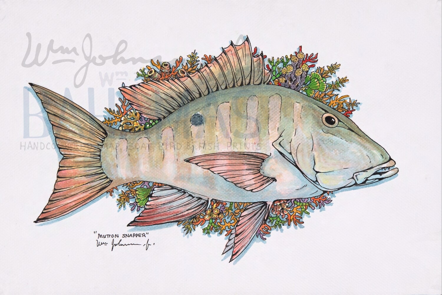 Mutton Snapper
