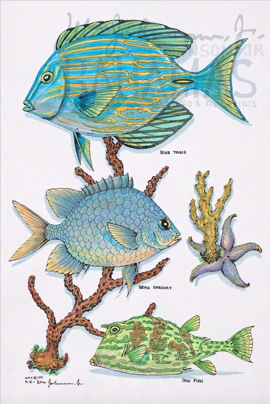 Blue Tang, Beau Gregory & Cow Fish