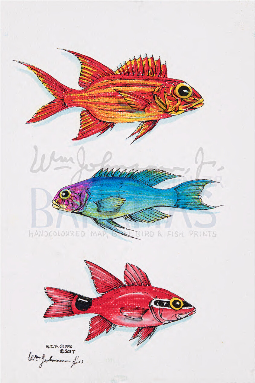 Squirrel Jewel &amp; Flame Fish
