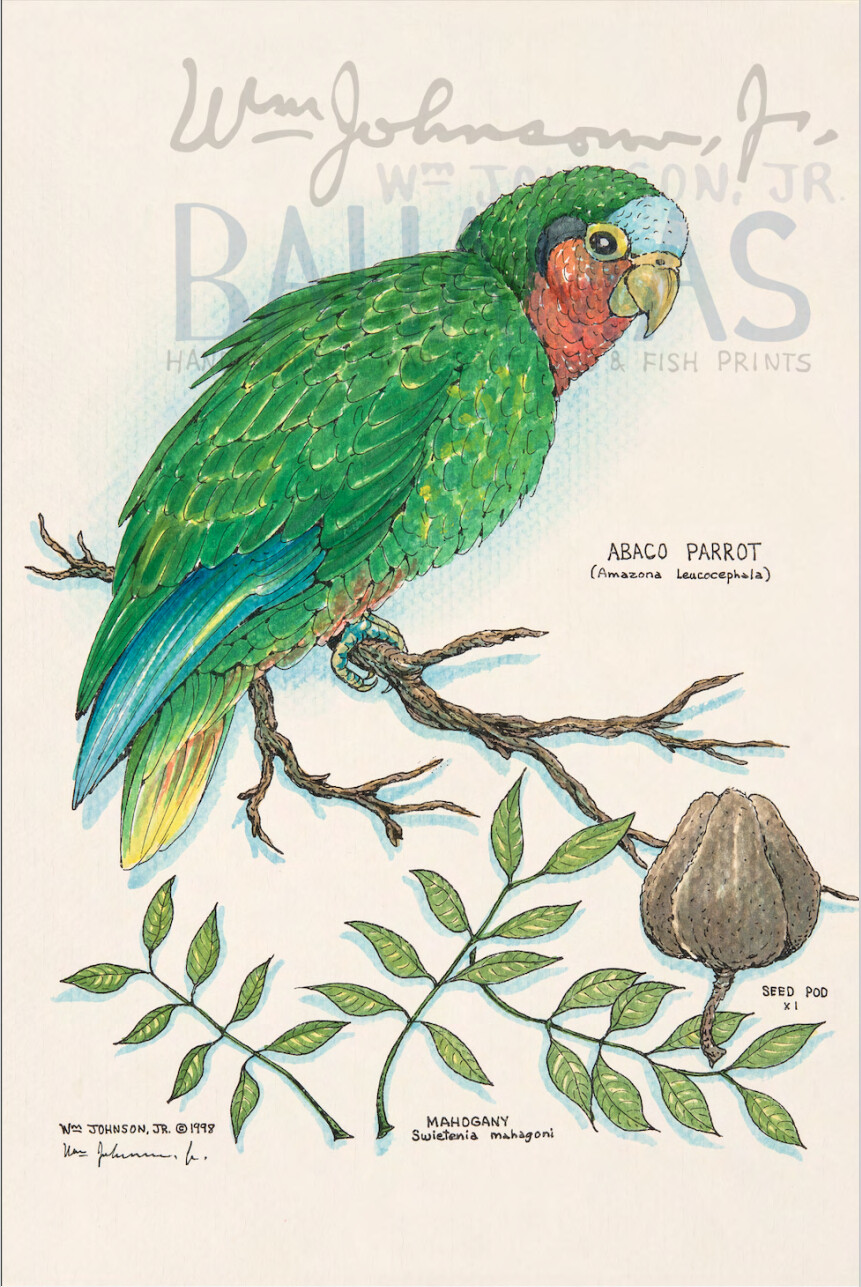 Abaco Parrot