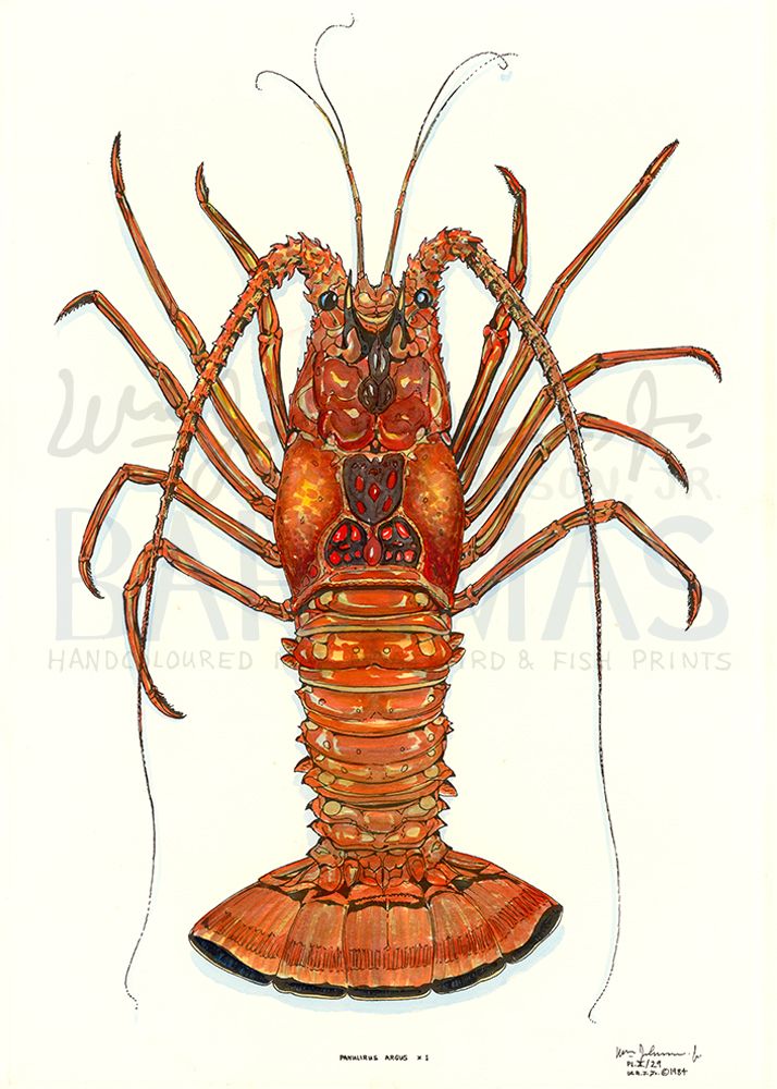 Crawfish