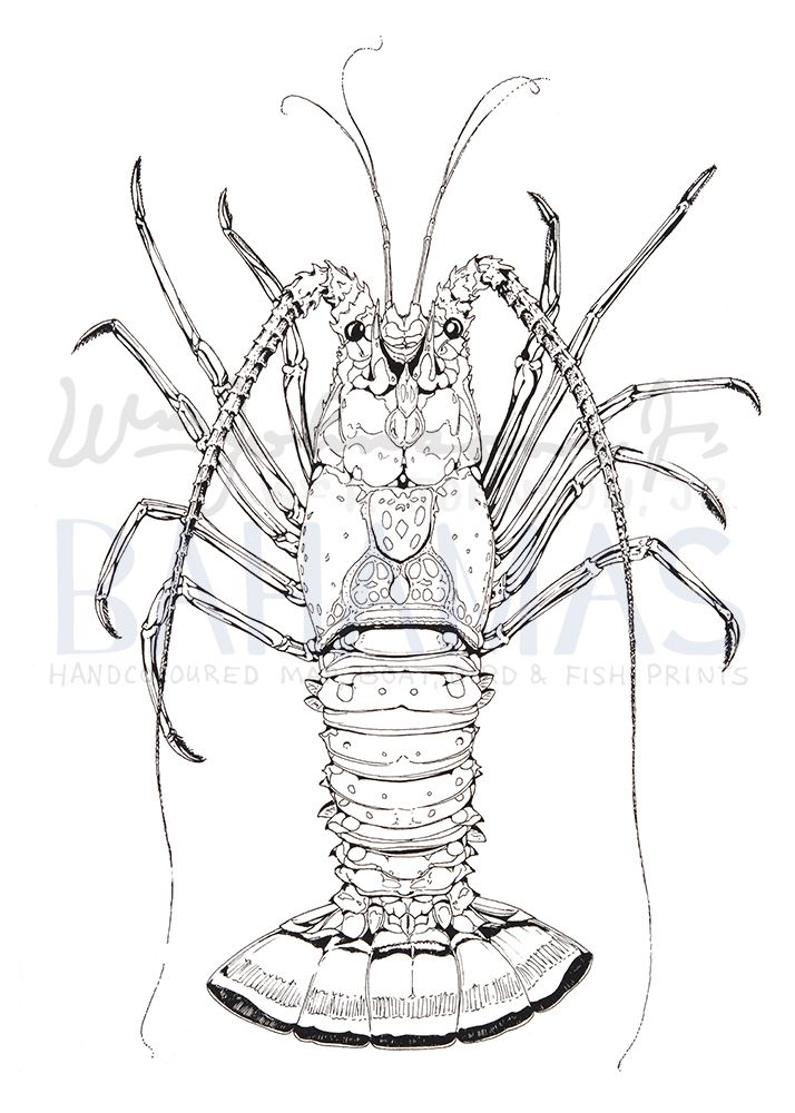 Crawfish Black &amp; White