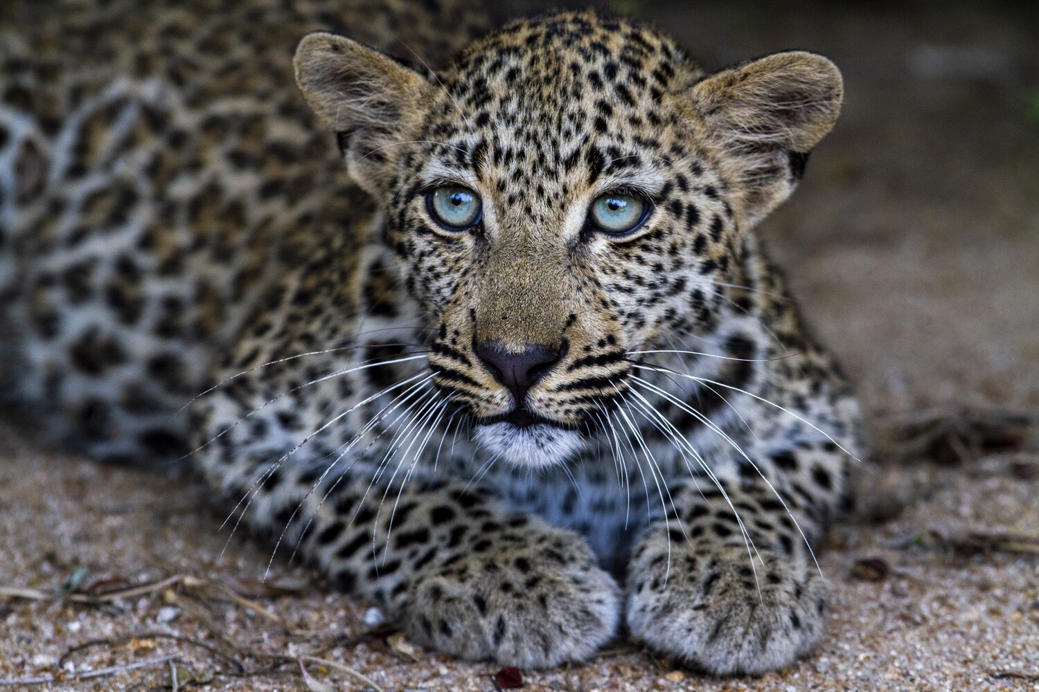 Leopard Cub
