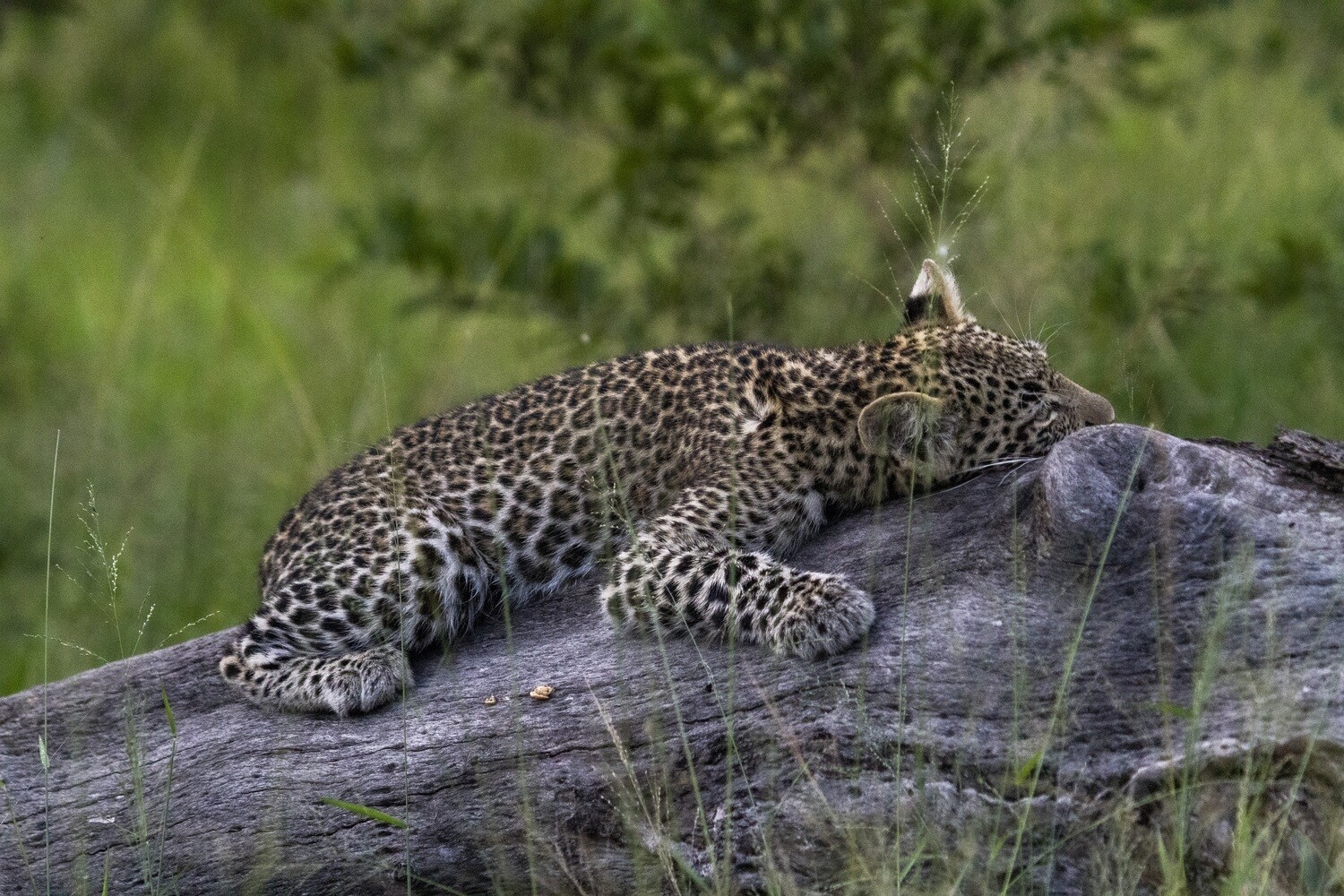 Leopard cub