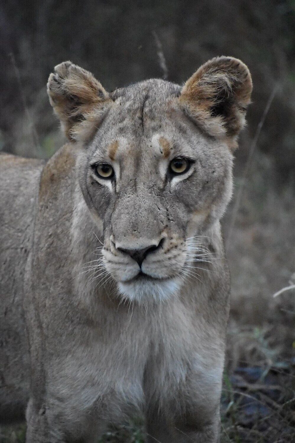 Lioness