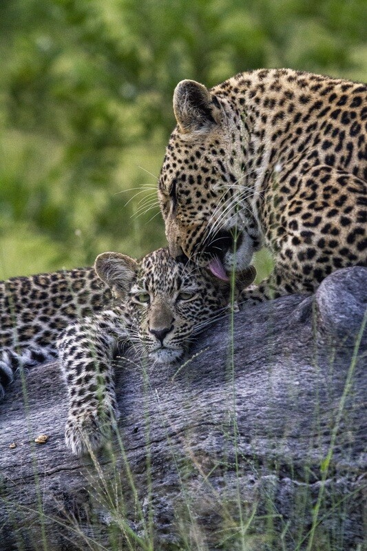 Leopard mom and cub