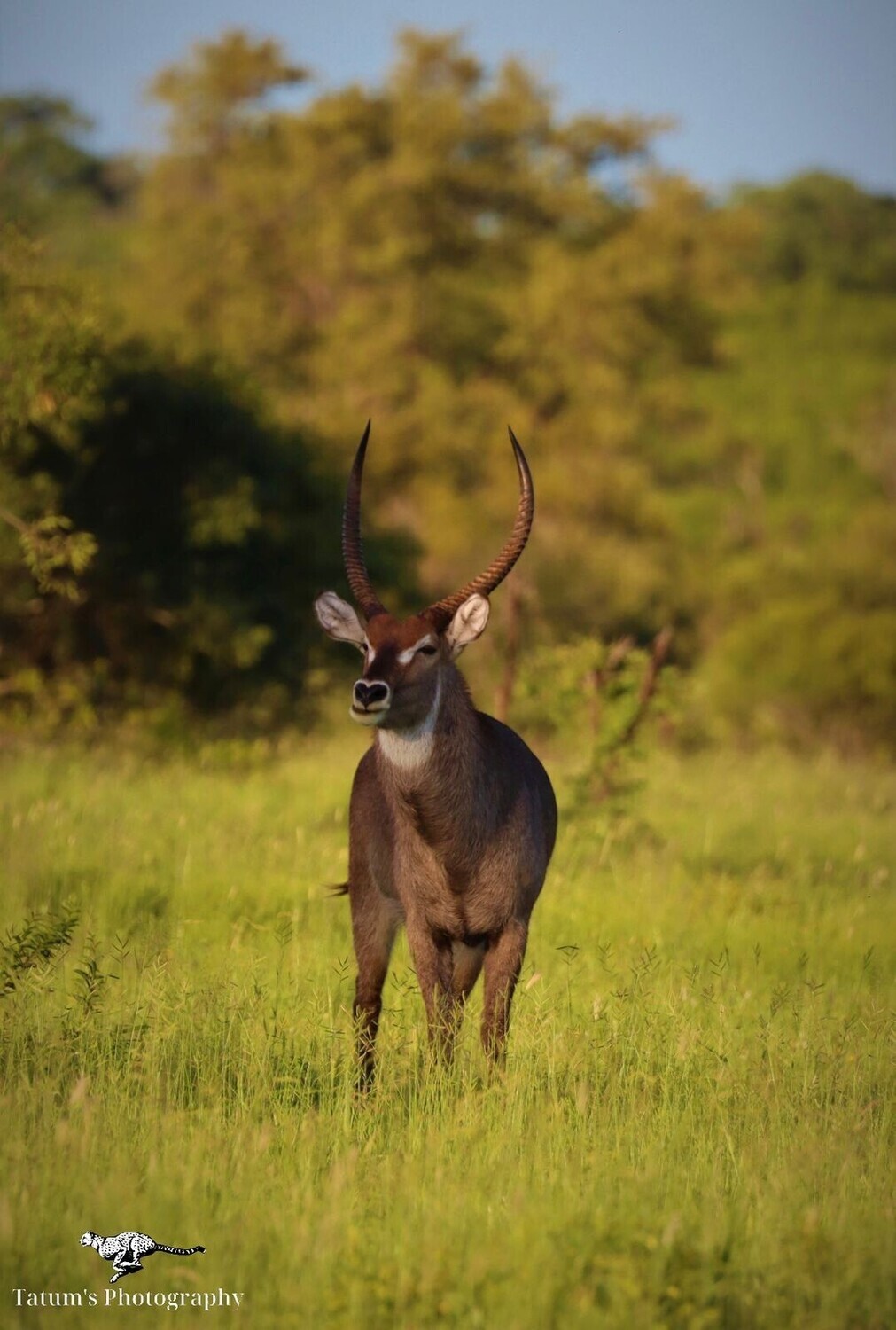 Waterbuck