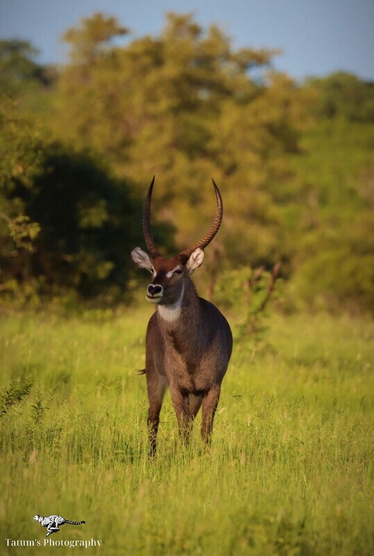 Waterbuck