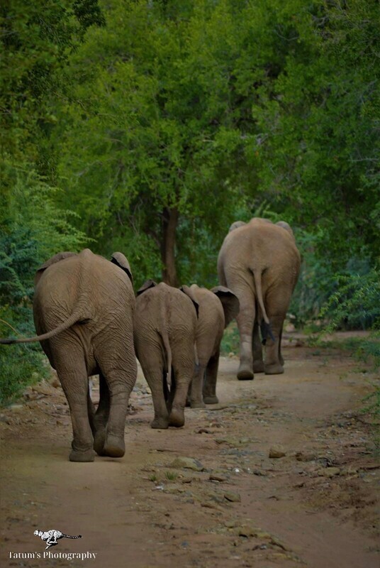 Ellie Bums
