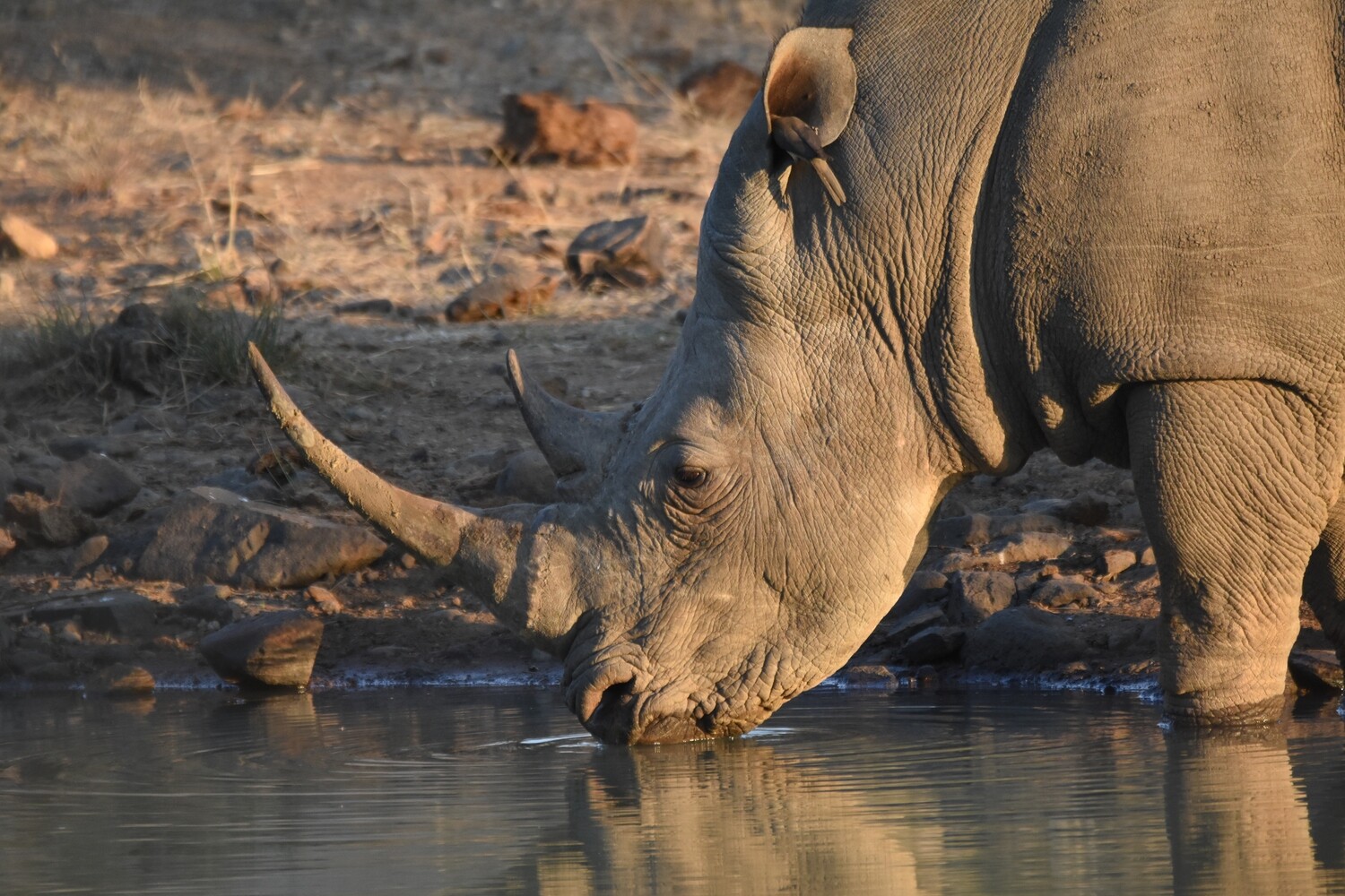 Rhino Drinking