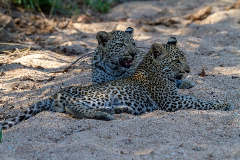 Leopard Cubs