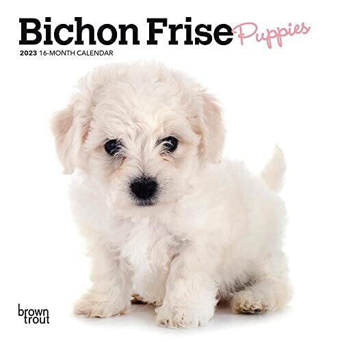 Bichon Frise Puppies | 2023 7 X 14 Inch Monthly Mini Wall Calendar | Browntrout | Animals Dog Breeds Puppy Dogdays