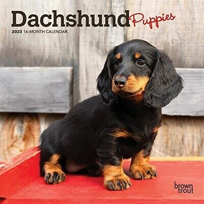 Dachshund Puppies | 2023 7 X 14 Inch Monthly Mini Wall Calendar | Browntrout | Animals Dog Breeds Puppy Dogdays