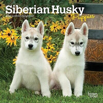 Siberian Husky Puppies | 2023 7 X 14 Inch Monthly Mini Wall Calendar | Browntrout | Animal Dog Breeds Huskies Dogdays