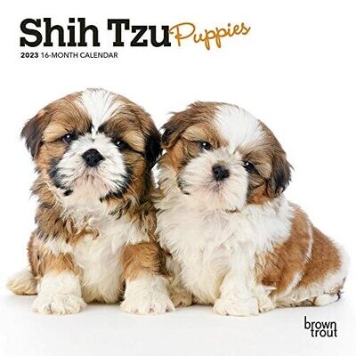 Shih Tzu Puppies | 2023 7 X 14 Inch Monthly Mini Wall Calendar | Browntrout | Animal Small Dog Breed Puppy Dogdays