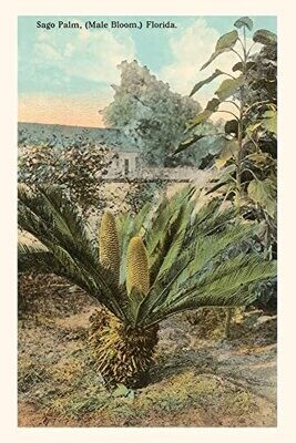 Vintage Journal Cycad, Sago Palm, Florida (Pocket Sized - Found Image Press Journals)