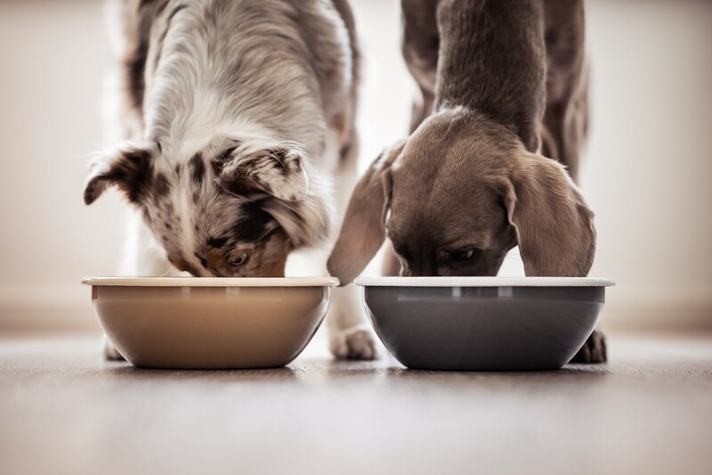 Hundefutter