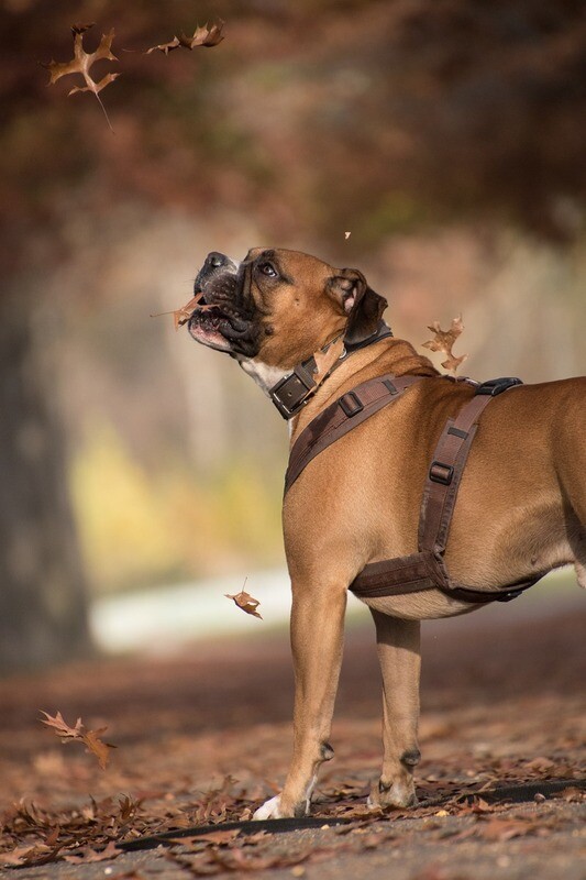 Hundegeschirre