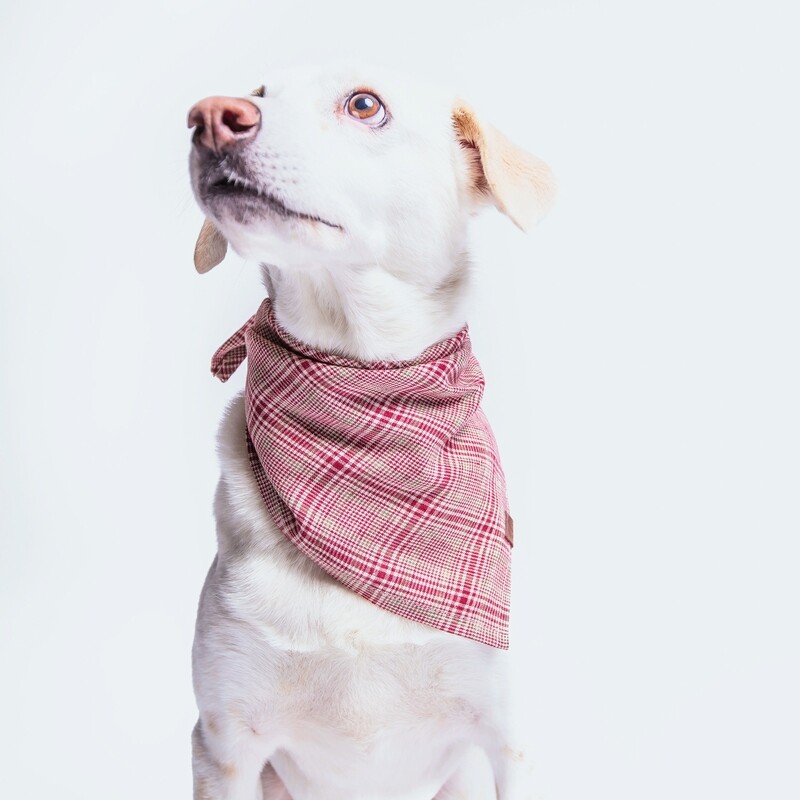 Hunde-Accessoires