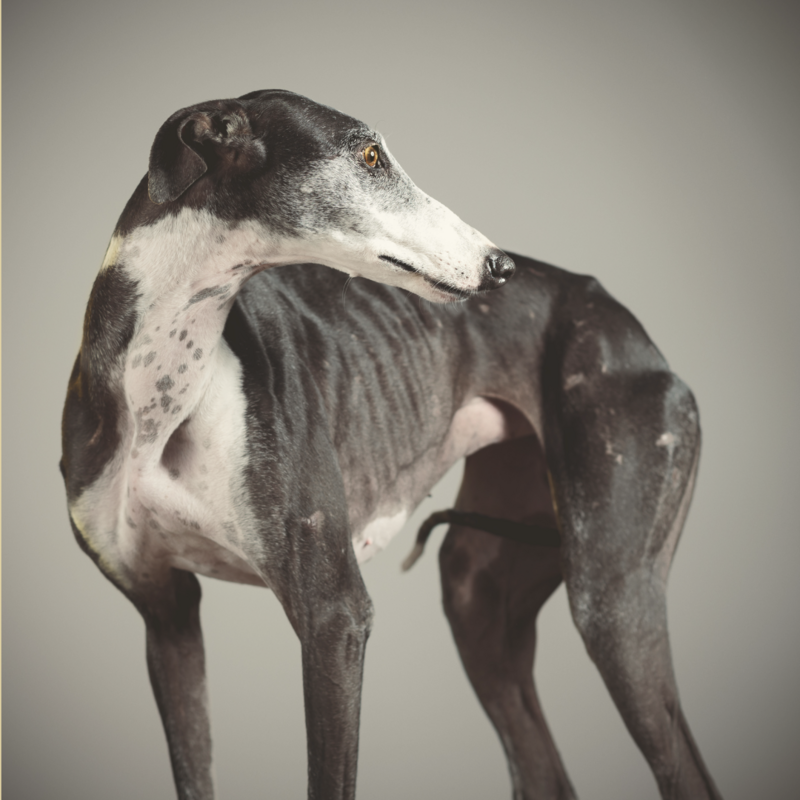 Windhunde