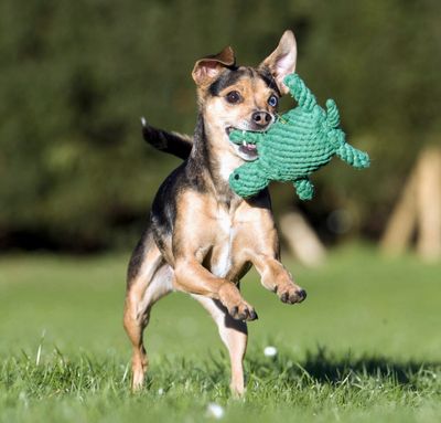 Laboni Tina Turtle Zahnpflege  Kauspielzeug