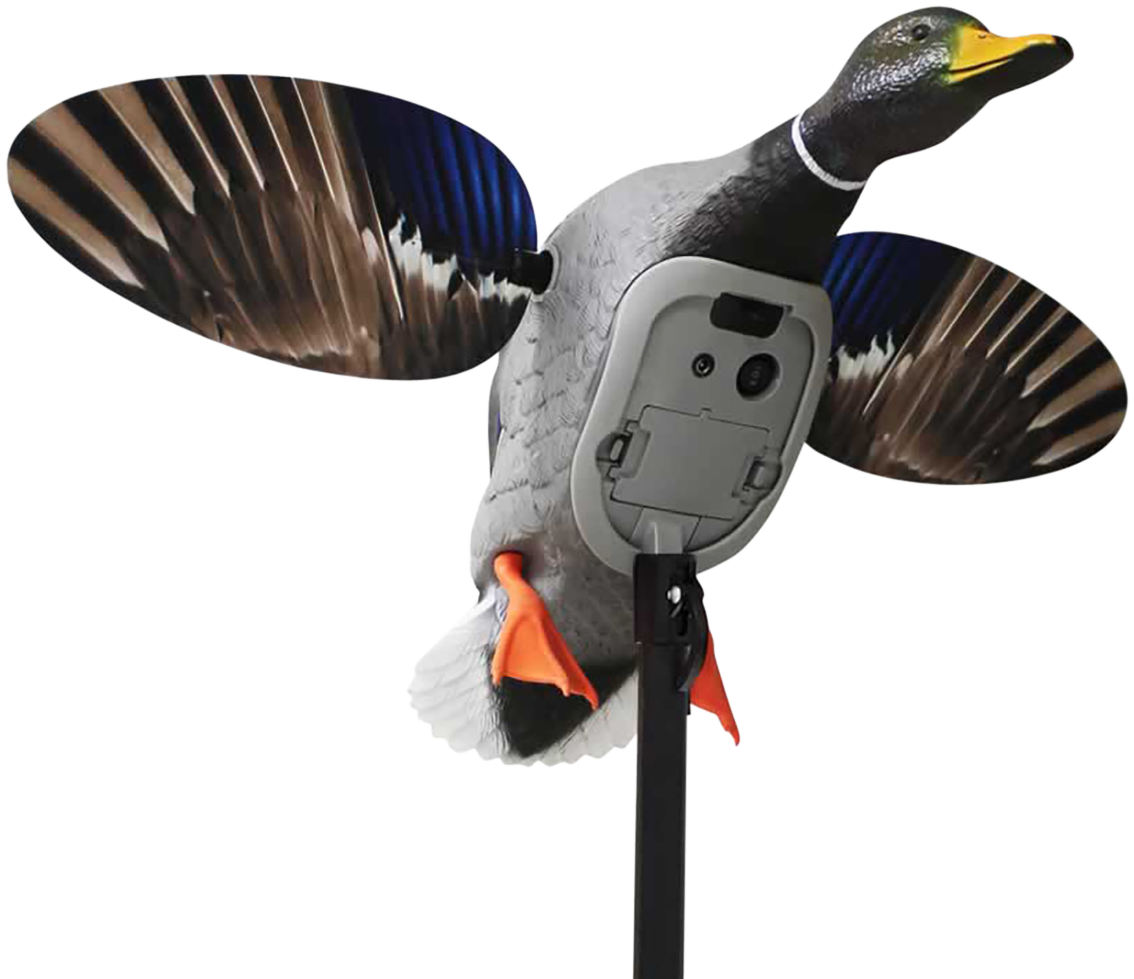 Mojo King Mallard, Mojo Hw2520   Es King Mallard