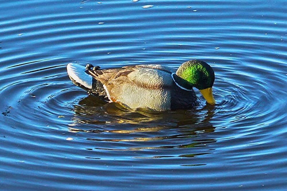 Mojo Rippler, Mojo Hw2443   Rippler Decoy
