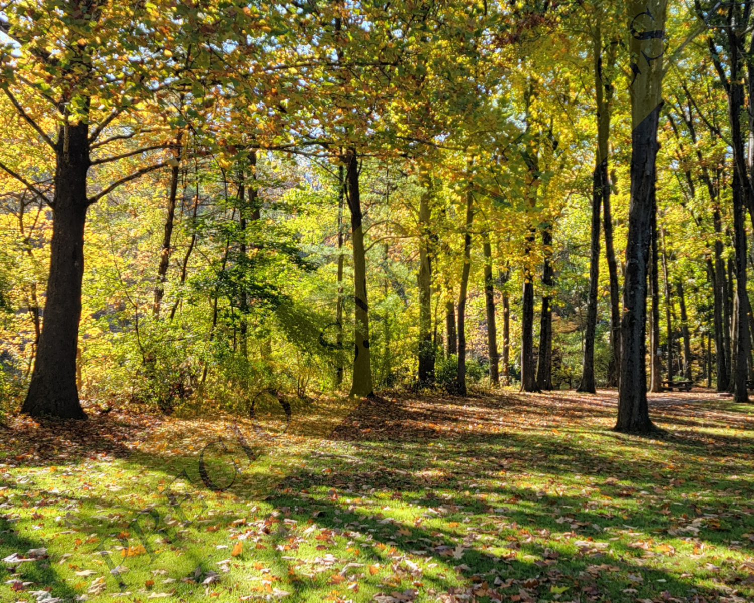 Woodland Walk