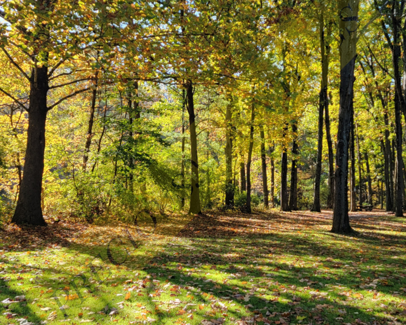 Woodland Walk