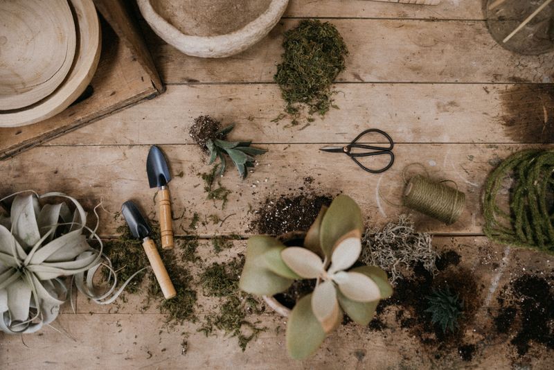 Plants &amp; Dish Gardens