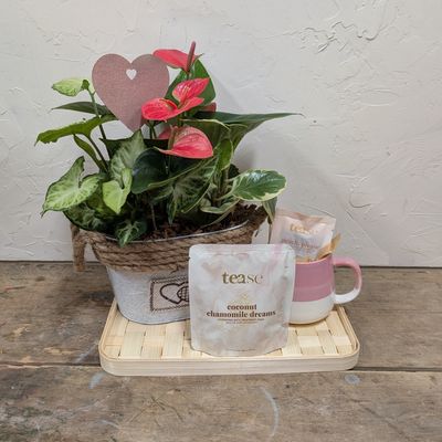 Valentine's Day Plant Bundle