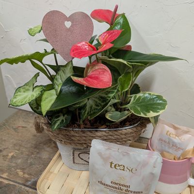Valentine's Day Plant Bundle