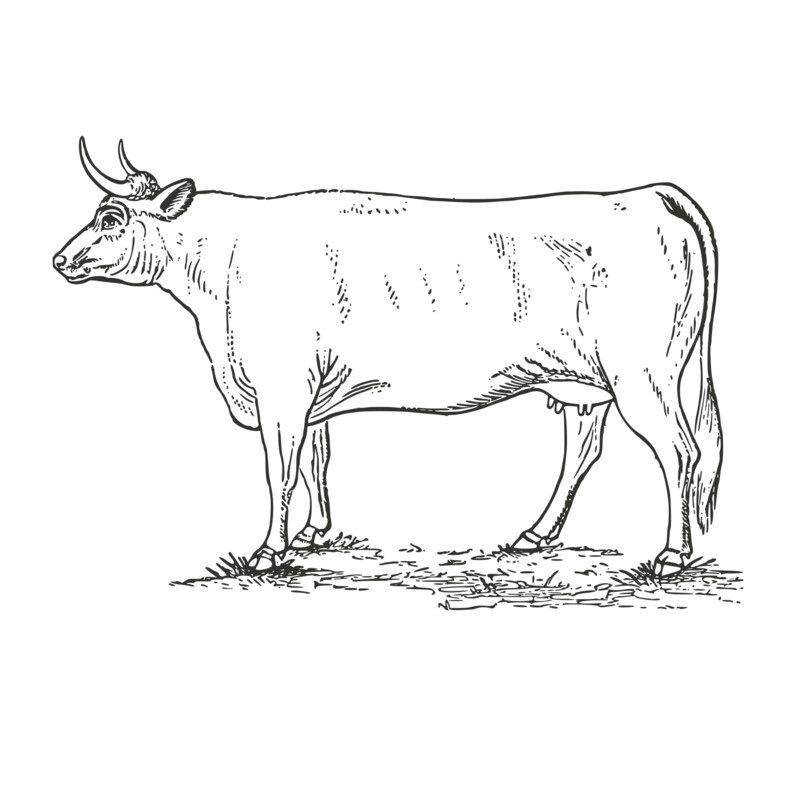 Bulk Sales and Freezer packs