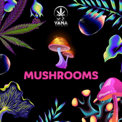 🍄 Mushrooms - Nootropic