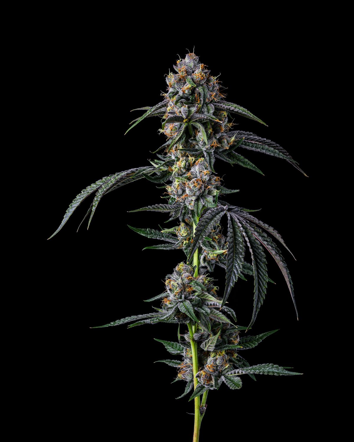 Hollywood - Flower 3.5grams - Hybrid