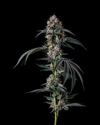 Hollywood - Flower 3.5grams - Hybrid