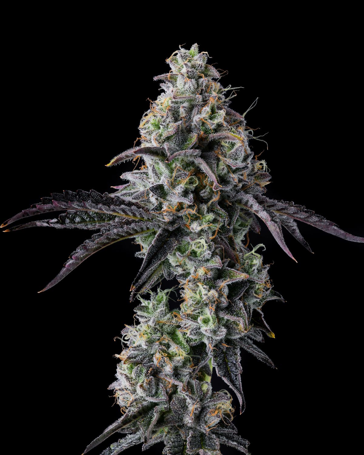 Blue Raz - Flower 3.5grams - Hybrid