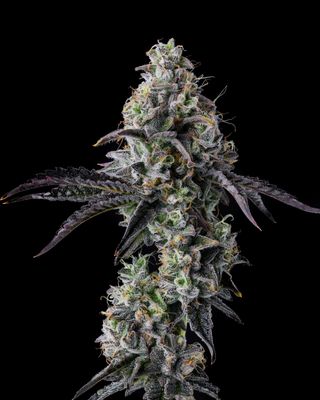 Blue Raz - Flower 3.5grams - Hybrid