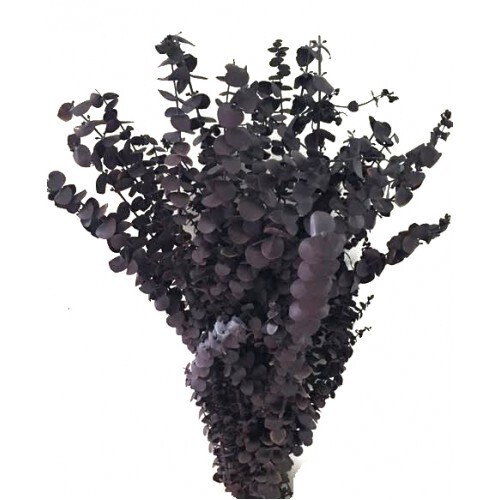 Eucalyptus - Concord Grape (Purple)- Washed