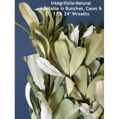 Integrifolia (Banksia Foliage) - Natural - Sleeved-Air Dried