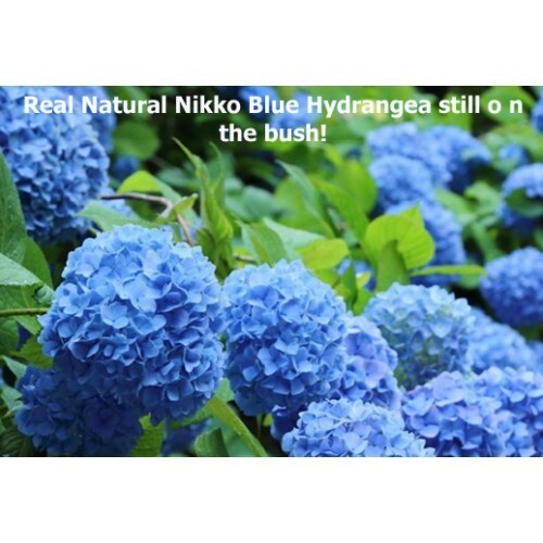 Hydrangea-Preserved - Nikko Blue (ETA approx. March)